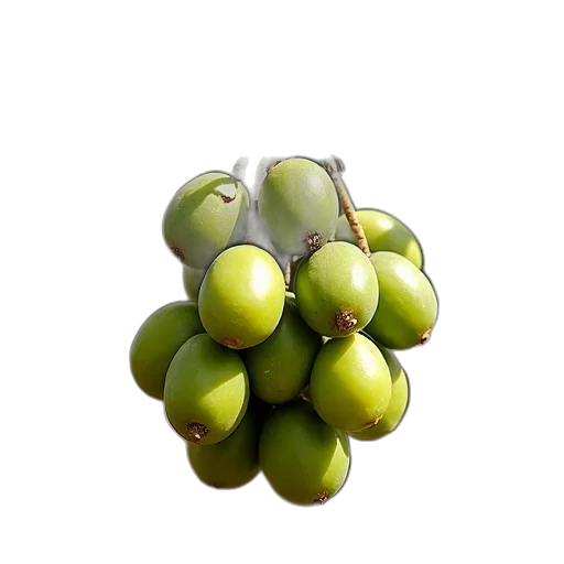 food, crown, tree, jewelry transparent PNG cut-out