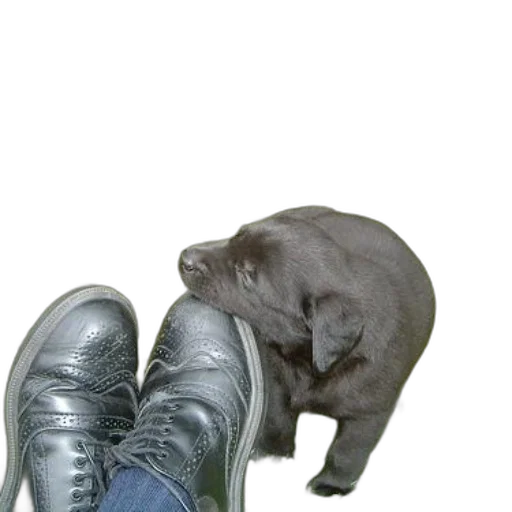 shoes, animal, creature, staff transparent PNG cut-out