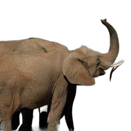 animal, creature, 3d render, photorealistic transparent PNG cut-out