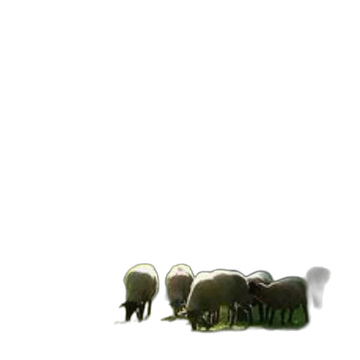 animal, furniture, creature, staff transparent PNG cut-out