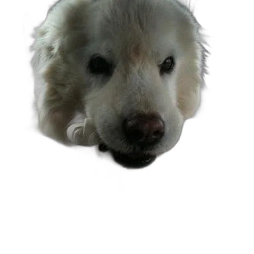 animal, face, creature, staff transparent PNG cut-out