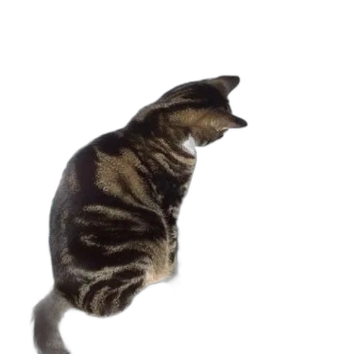 animal, creature, staff, hat transparent PNG cut-out