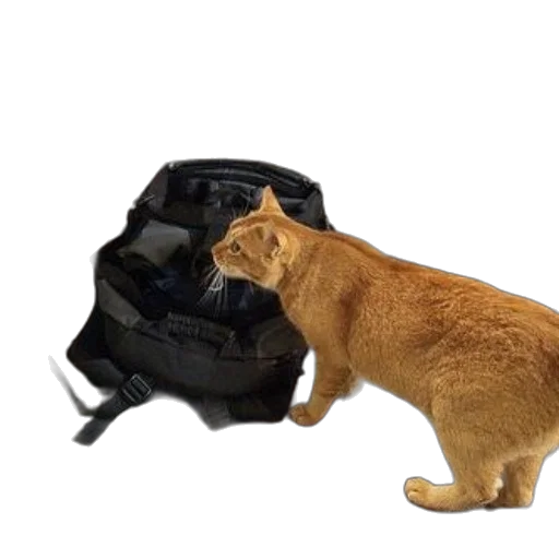 animal, jacket, creature, staff transparent PNG cut-out