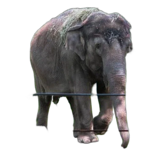 animal, staff, creature, weapon transparent PNG cut-out