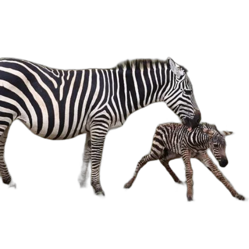 animal, creature, furniture, weapon transparent PNG cut-out