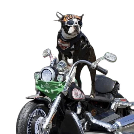 animal, creature, car, photorealistic transparent PNG cut-out