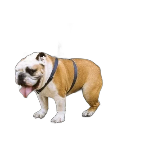 animal, creature, staff, face transparent PNG cut-out