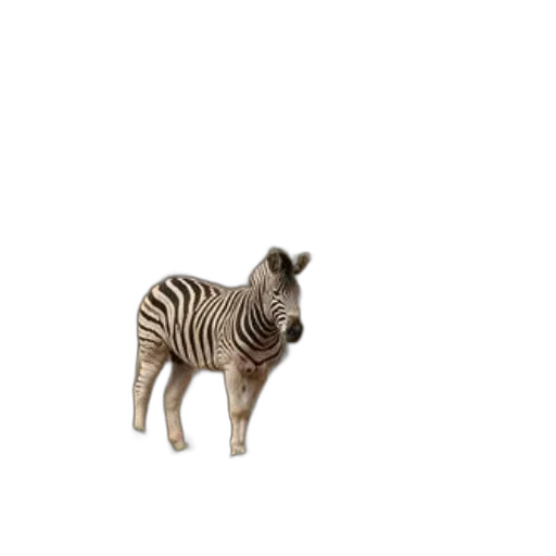 animal, creature, furniture, staff transparent PNG cut-out