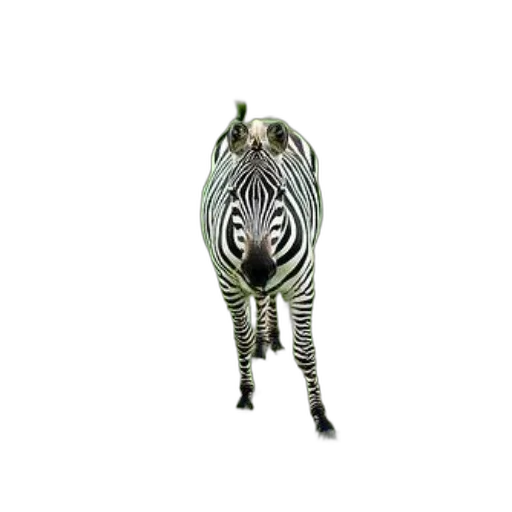 jewelry, animal, creature, staff transparent PNG cut-out
