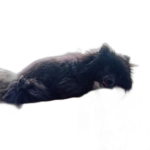 animal, hair, creature, dragon transparent PNG cut-out