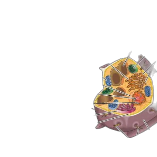 crown, jewelry, food, robot transparent PNG cut-out