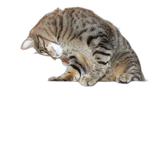 animal, staff, creature, hat transparent PNG cut-out