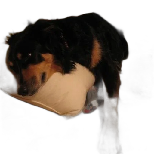 hat, animal, creature, umbrella transparent PNG cut-out
