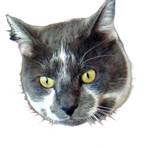 animal, face, staff, creature transparent PNG cut-out