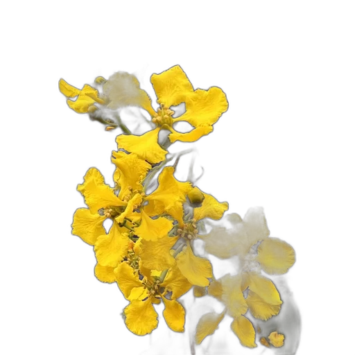 flower, jewelry, crown, staff transparent PNG cut-out