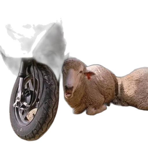 animal, car, hair, shoes transparent PNG cut-out