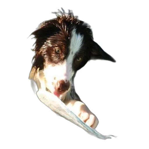 staff, animal, creature, umbrella transparent PNG cut-out