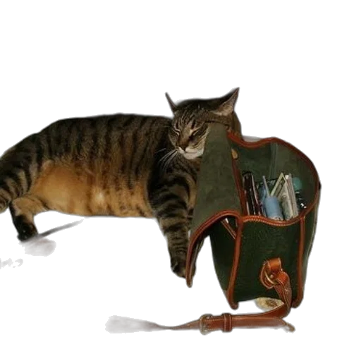 staff, animal, furniture, jacket transparent PNG cut-out