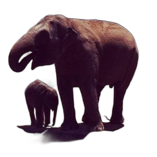 animal, creature, concept art, photorealistic transparent PNG cut-out