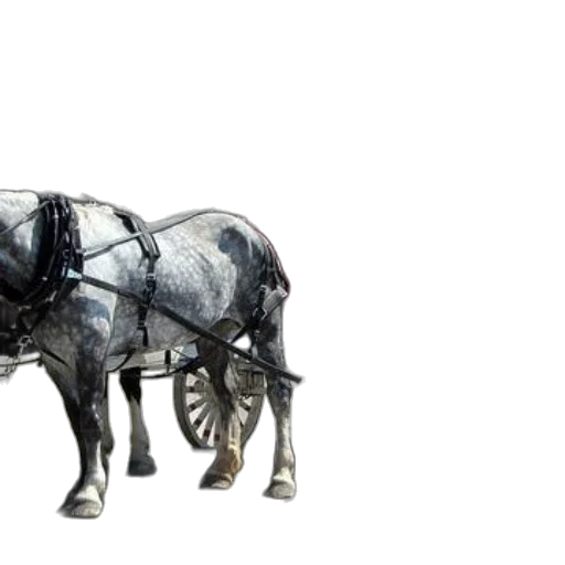 animal, car, robot, furniture transparent PNG cut-out