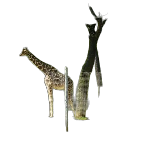 shoes, animal, staff, jewelry transparent PNG cut-out