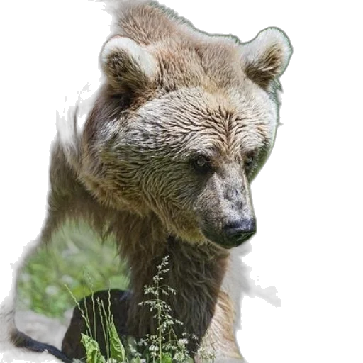 animal, creature, staff, face transparent PNG cut-out