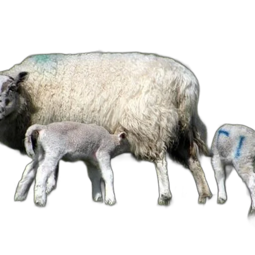 animal, photorealistic, concept art, 3d render transparent PNG cut-out