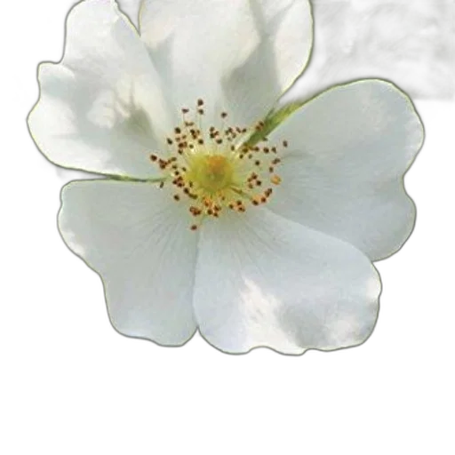 flower, crown, jewelry, staff transparent PNG cut-out