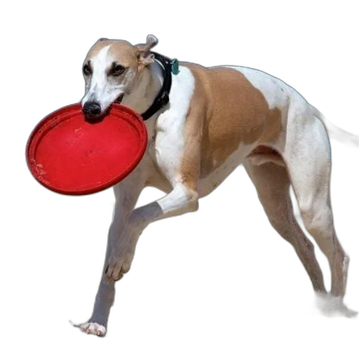 animal, food, creature, staff transparent PNG cut-out