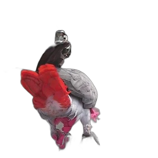 shoes, jacket, animal, creature transparent PNG cut-out