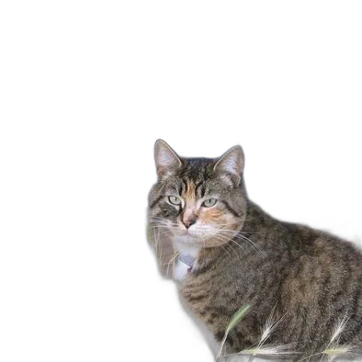 animal, creature, staff, face transparent PNG cut-out