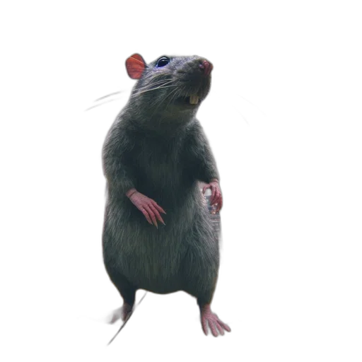 animal, creature, staff, food transparent PNG cut-out