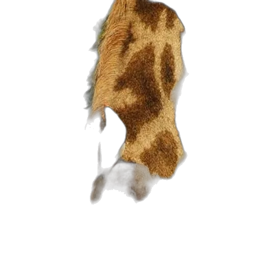 animal, mask, hair, jacket transparent PNG cut-out