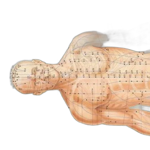 anatomical, chart, displaying, acupuncture transparent PNG cut-out