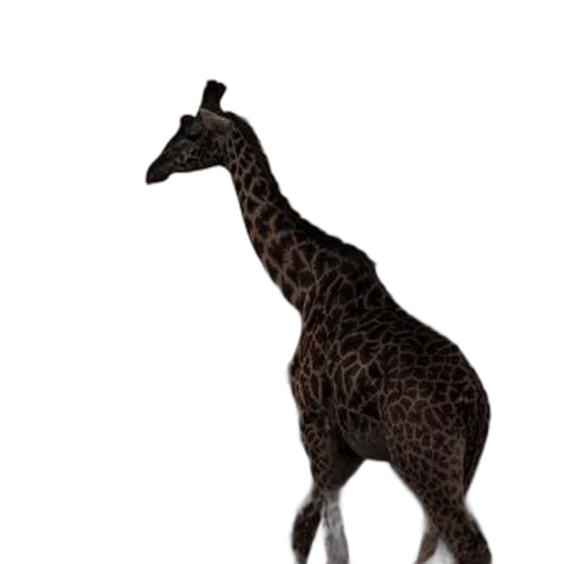animal, creature, staff, jewelry transparent PNG cut-out