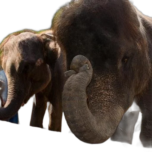 animal, photorealistic, concept art, 3d render transparent PNG cut-out