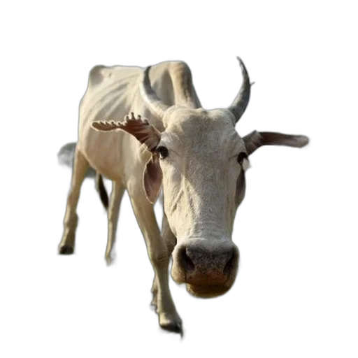 animal, creature, face, weapon transparent PNG cut-out