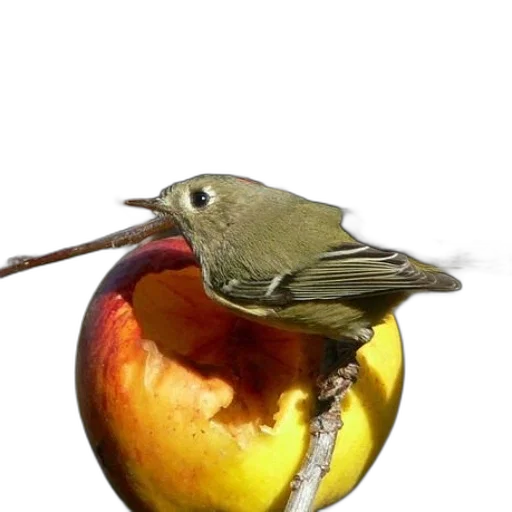 animal, staff, food, hat transparent PNG cut-out