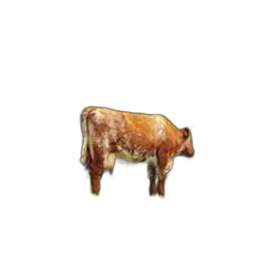 animal, food, furniture, jewelry transparent PNG cut-out