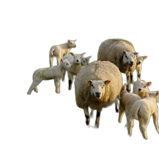 animal, 3d render, concept art, photorealistic transparent PNG cut-out