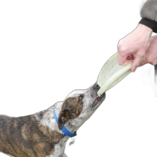 bottle, animal, staff, weapon transparent PNG cut-out