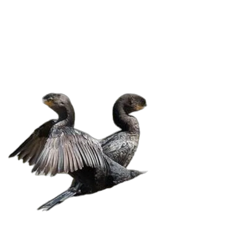 animal, 3d render, photorealistic, concept art transparent PNG cut-out