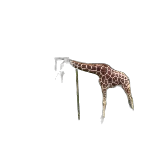 animal, furniture, creature, shoes transparent PNG cut-out