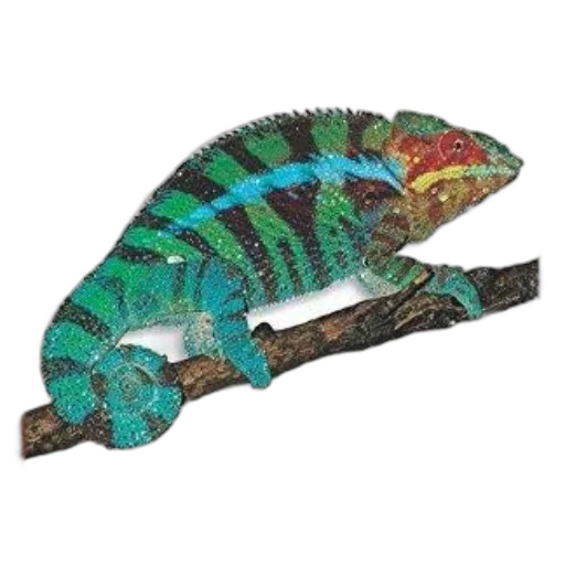 dragon, animal, creature, jewelry transparent PNG cut-out
