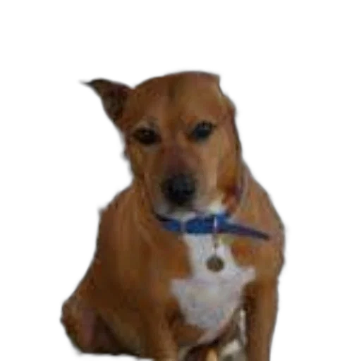 staff, animal, creature, face transparent PNG cut-out