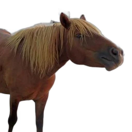 animal, creature, hair, dragon transparent PNG cut-out