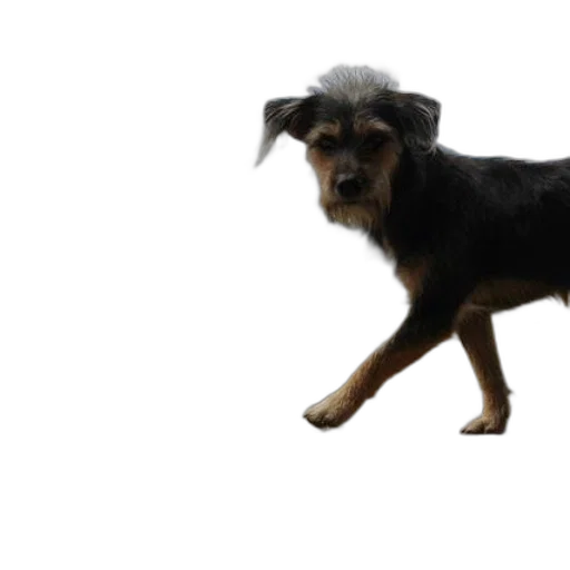 animal, creature, staff, hair transparent PNG cut-out