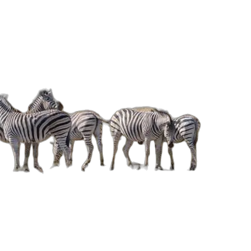 animal, furniture, jewelry, creature transparent PNG cut-out