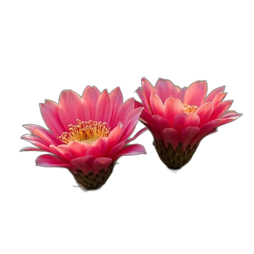 flower, crown, jewelry, photorealistic transparent PNG cut-out