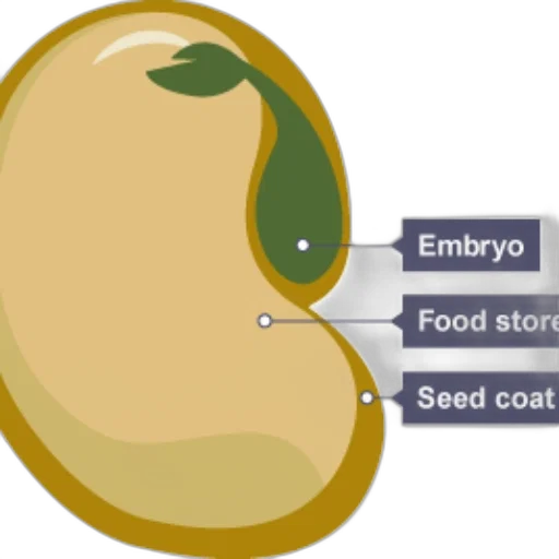 food, jewelry, concept art, earth tones transparent PNG cut-out